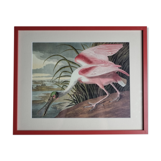 Vintage reproduction after Jean-Jacques Audubon, ornithology, Pink Spatula
