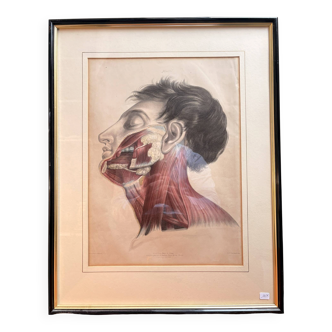 Print Engraving 19th Century The Salivary Gland Head Anatomy William Bagg