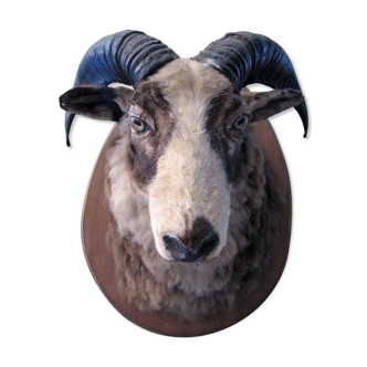 RAM's head