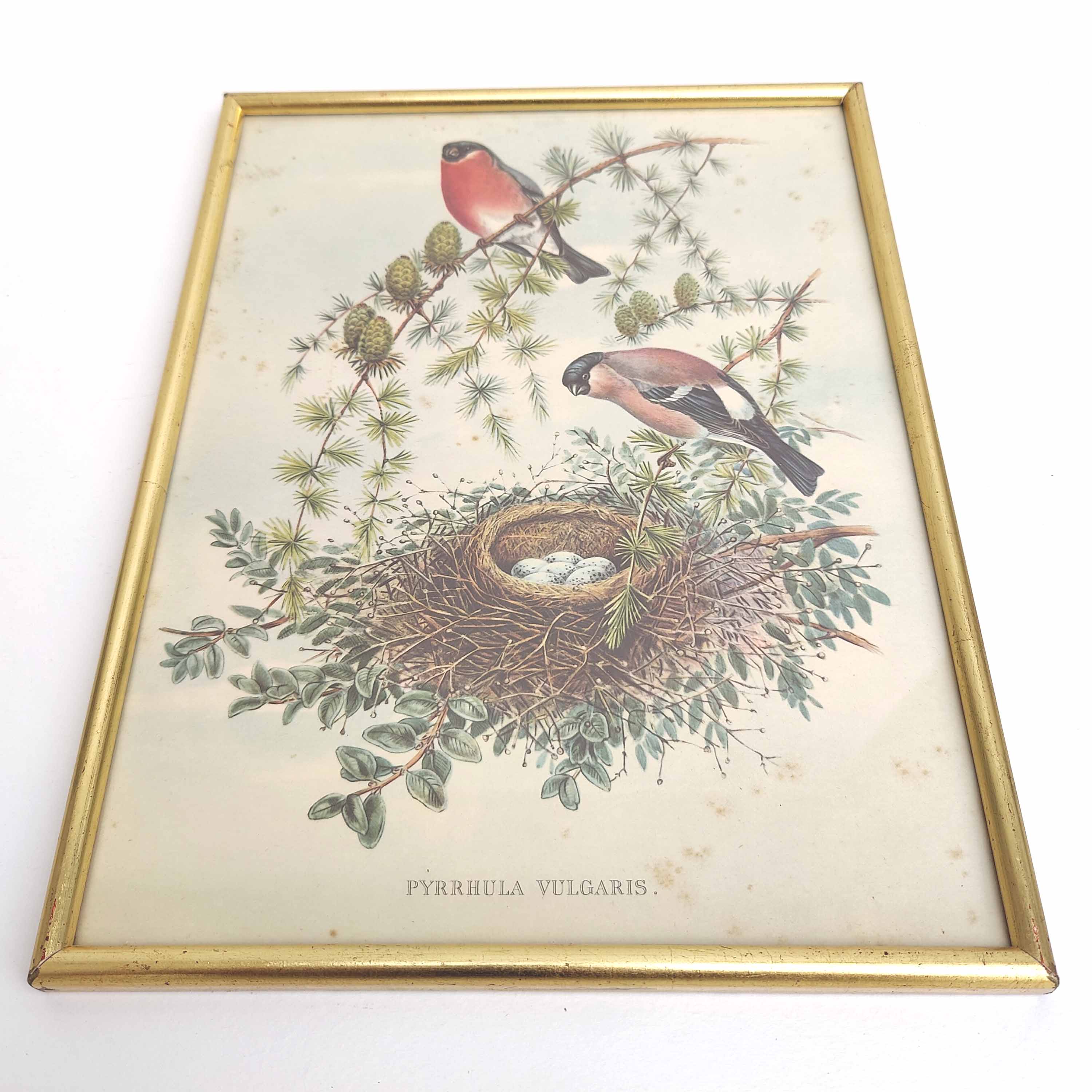 Golden frame illustration nest couple of birds