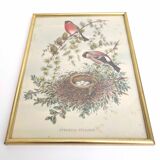Golden frame illustration nest couple of birds