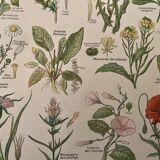 Lithograph weeds weeds - 1920