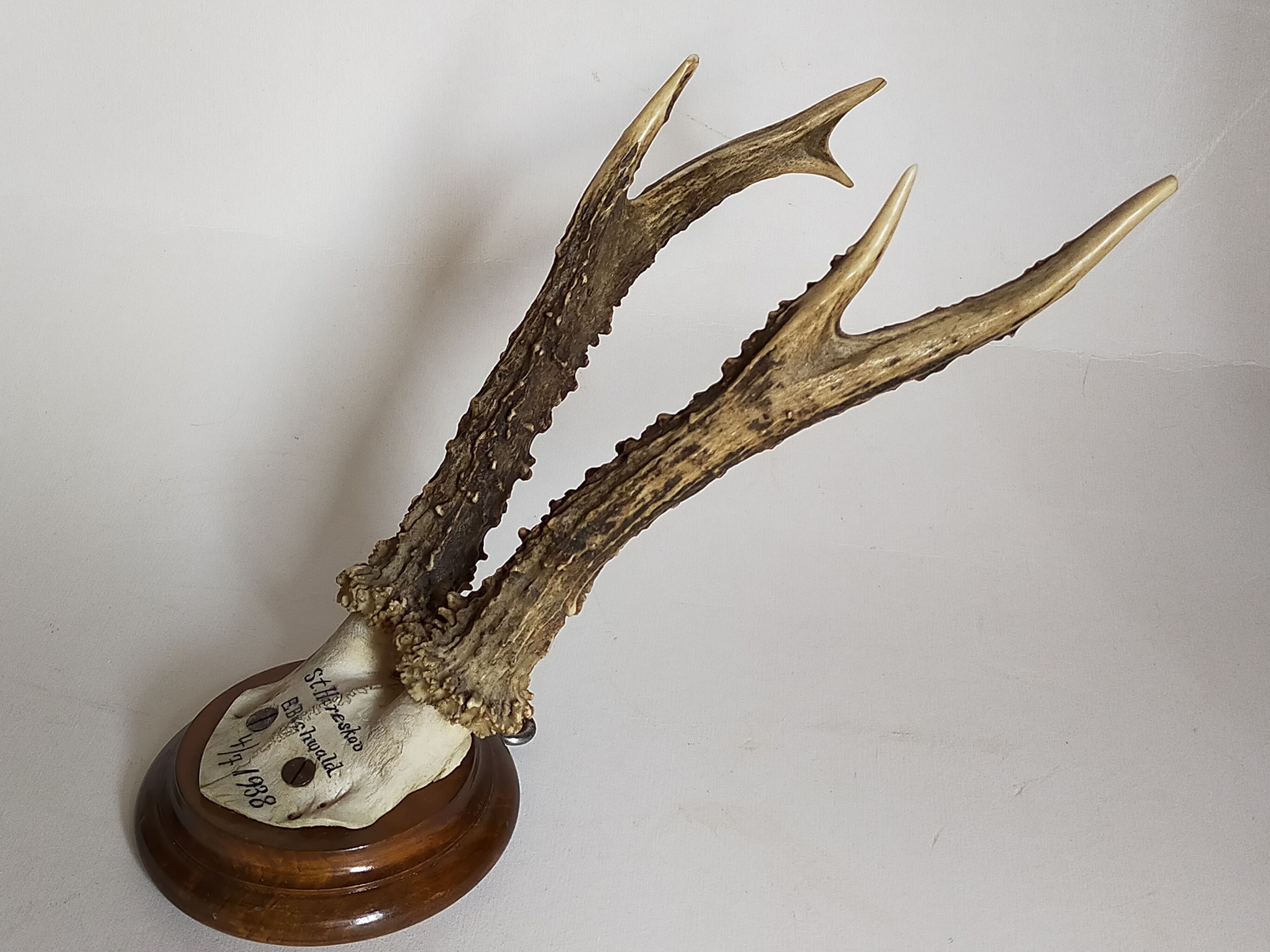 Scandinavian hunting trophy old 30 years