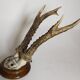 Scandinavian hunting trophy old 30 years