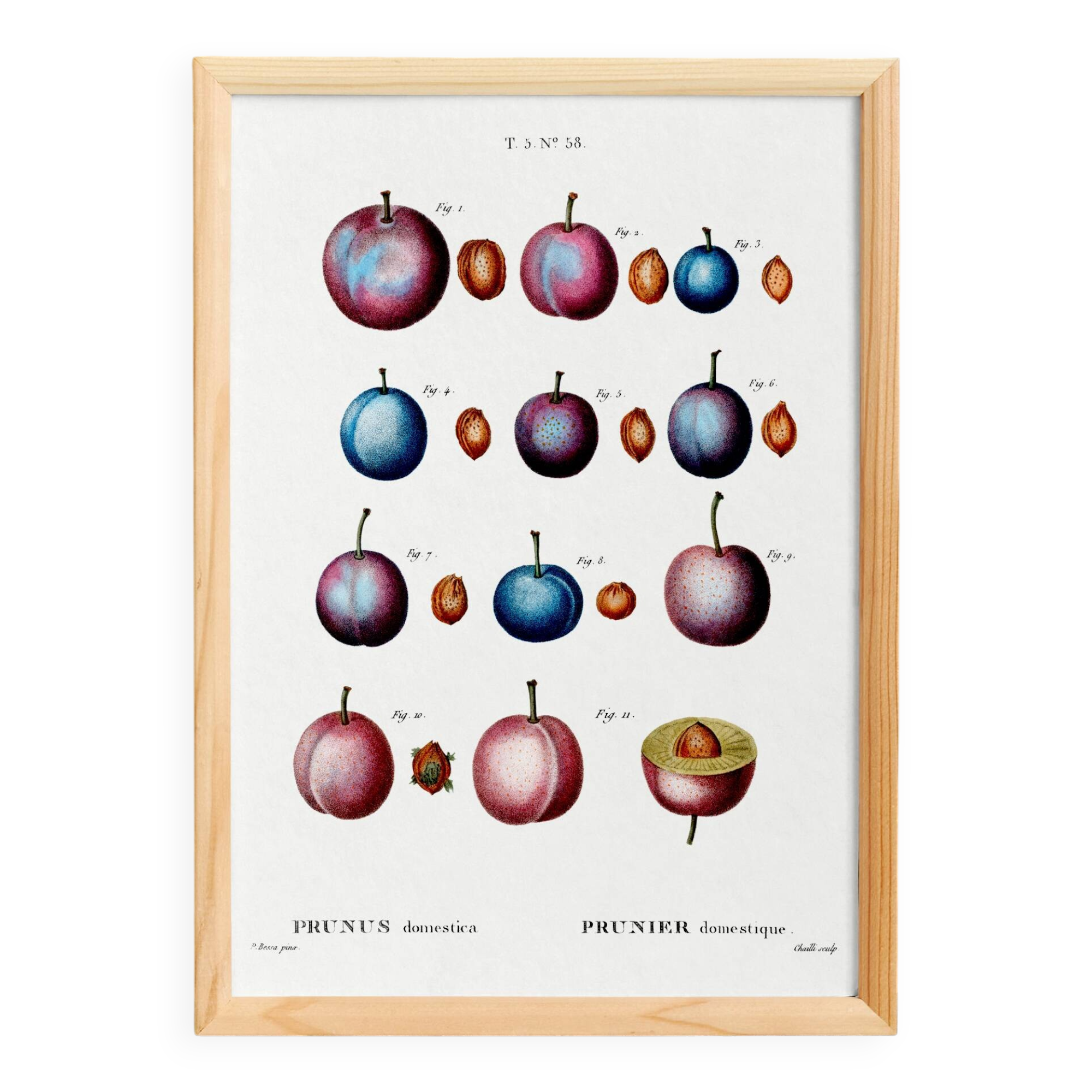 Botanical poster on domestic plum, after an old engraving