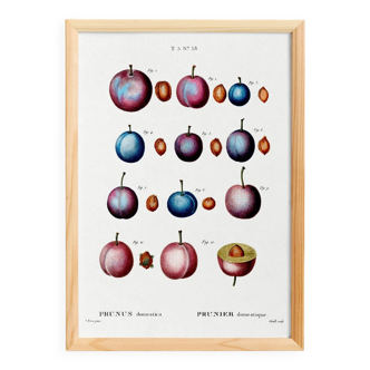 Botanical poster on domestic plum, after an old engraving