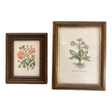 Pair of framed botanical prints