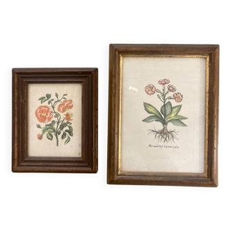 Pair of framed botanical prints