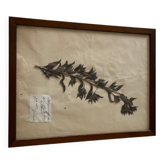 Herbarium XIX. - framed