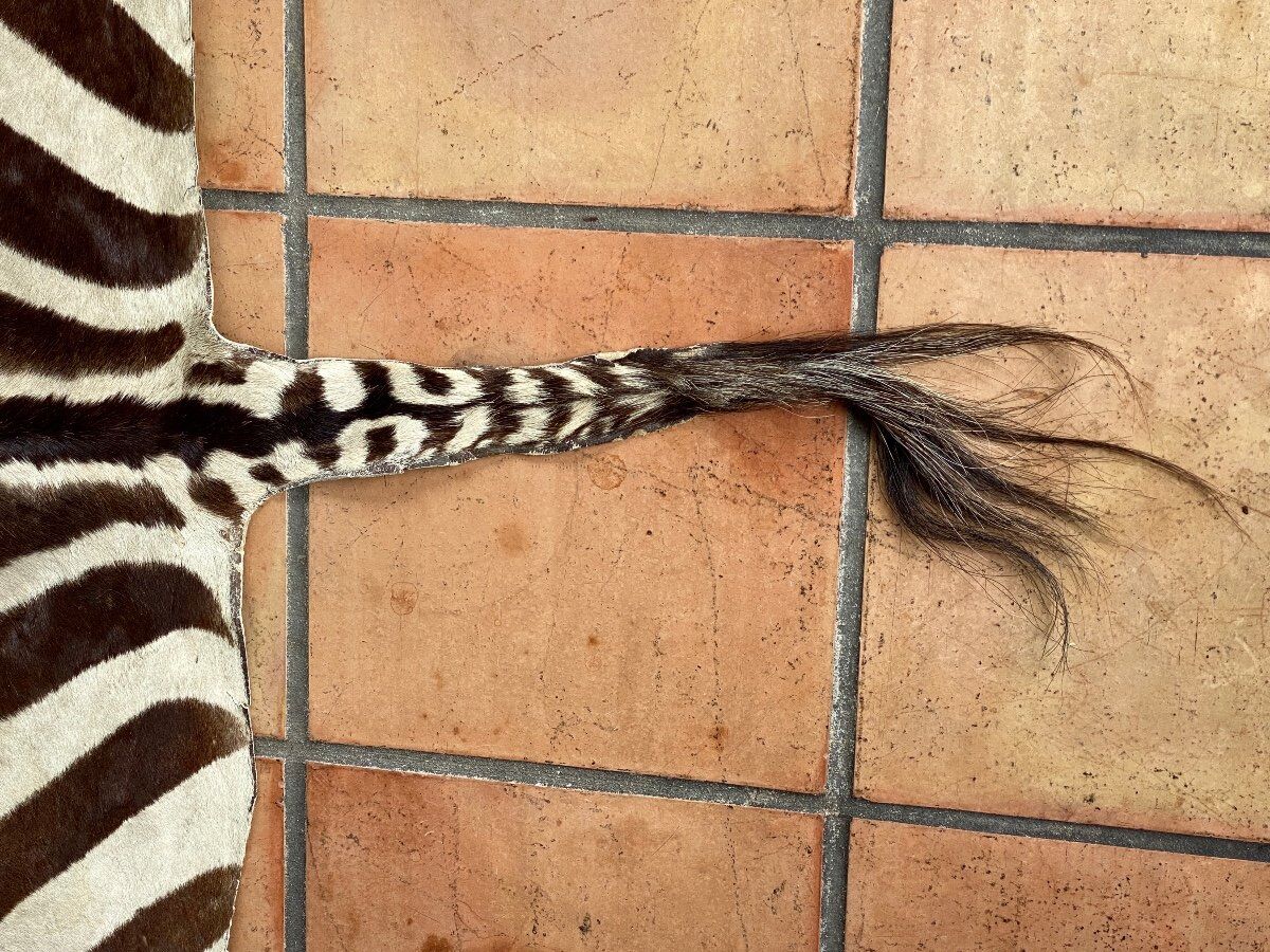 Real zebra skin