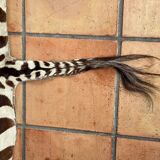 Real zebra skin