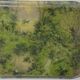 Tray 50s forest scene