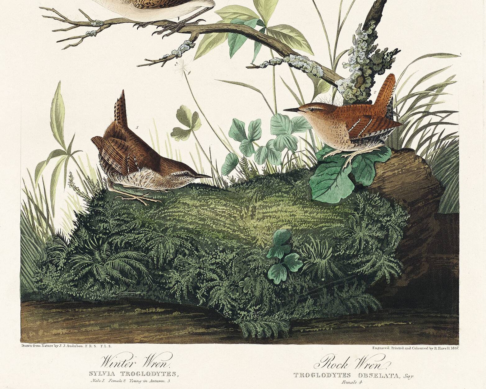 Poster about the wren, based on an old engraving from 1827.