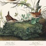 Poster about the wren, based on an old engraving from 1827.