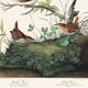 Poster about the wren, based on an old engraving from 1827.