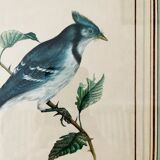 Bird setting