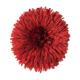 Jujuhat rouge 50 cm