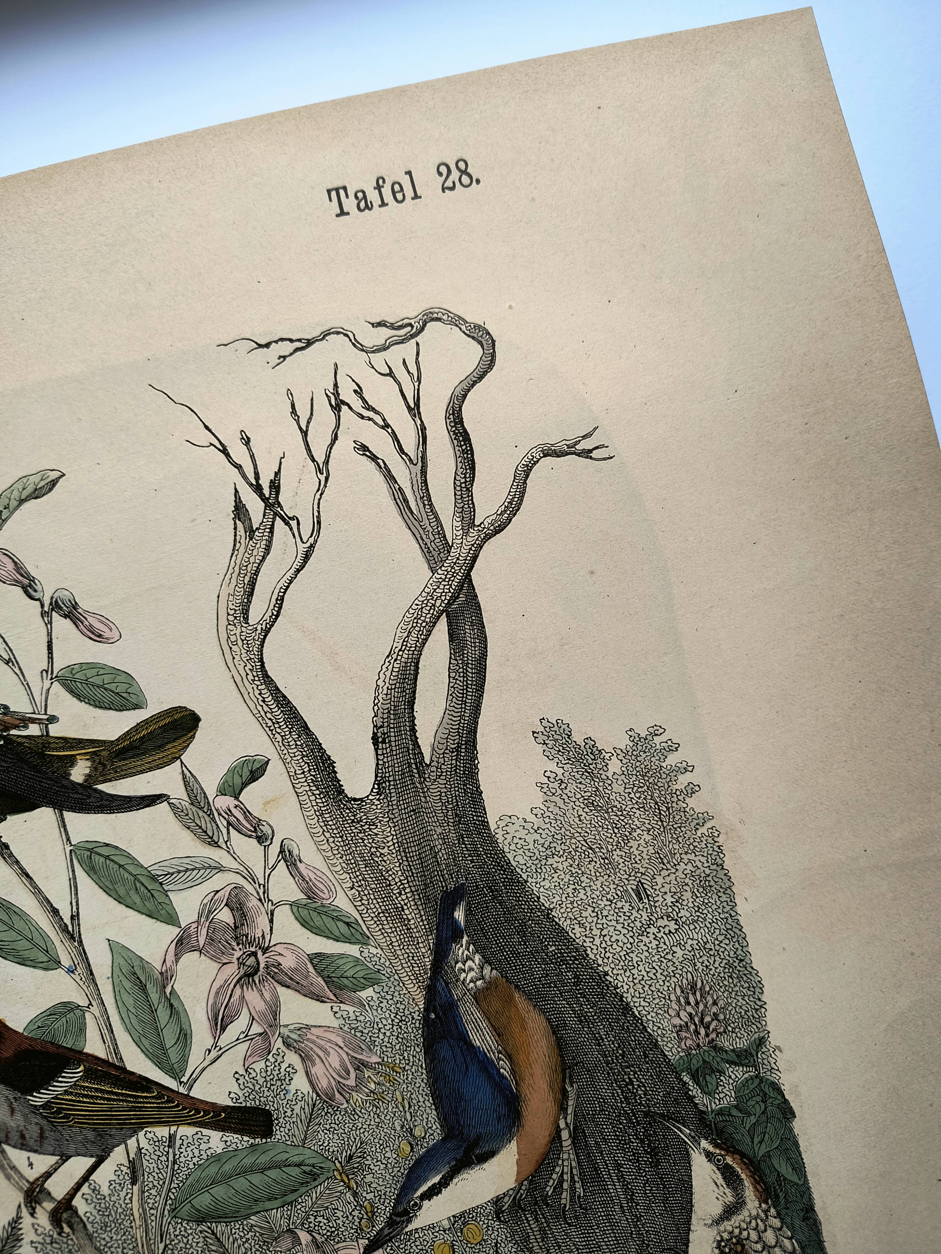 Old engraving from 1886 - Tropical and exotic birds - vintage plate