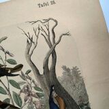 Old engraving from 1886 - Tropical and exotic birds - vintage plate