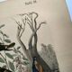 Old engraving from 1886 - Tropical and exotic birds - vintage plate