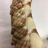 Hand facing decoration shells year 60/70