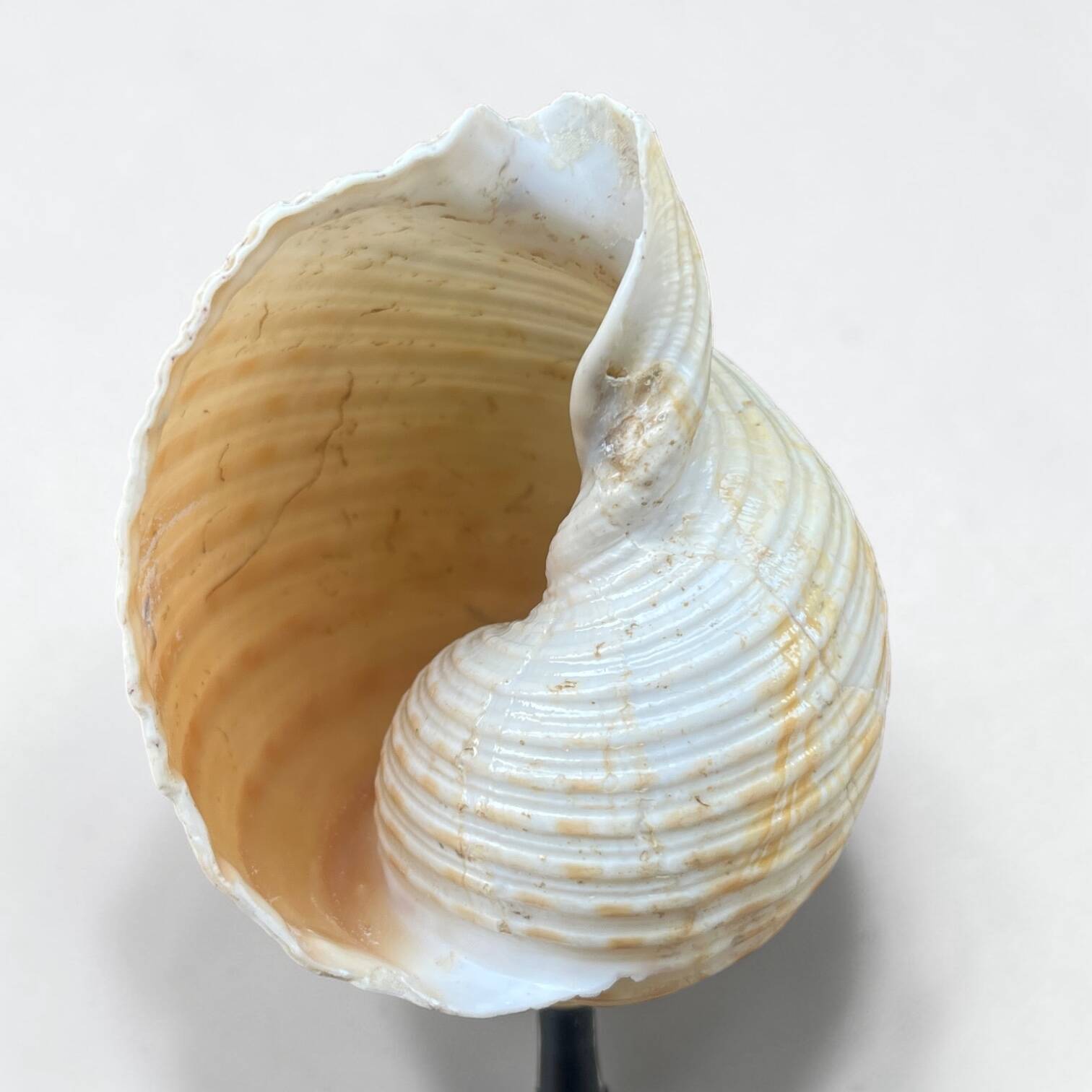 Tonna Galea shell on a turned wooden base, late 19th century curiosities.