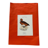 Botanical engraving birds double sided naturalist board