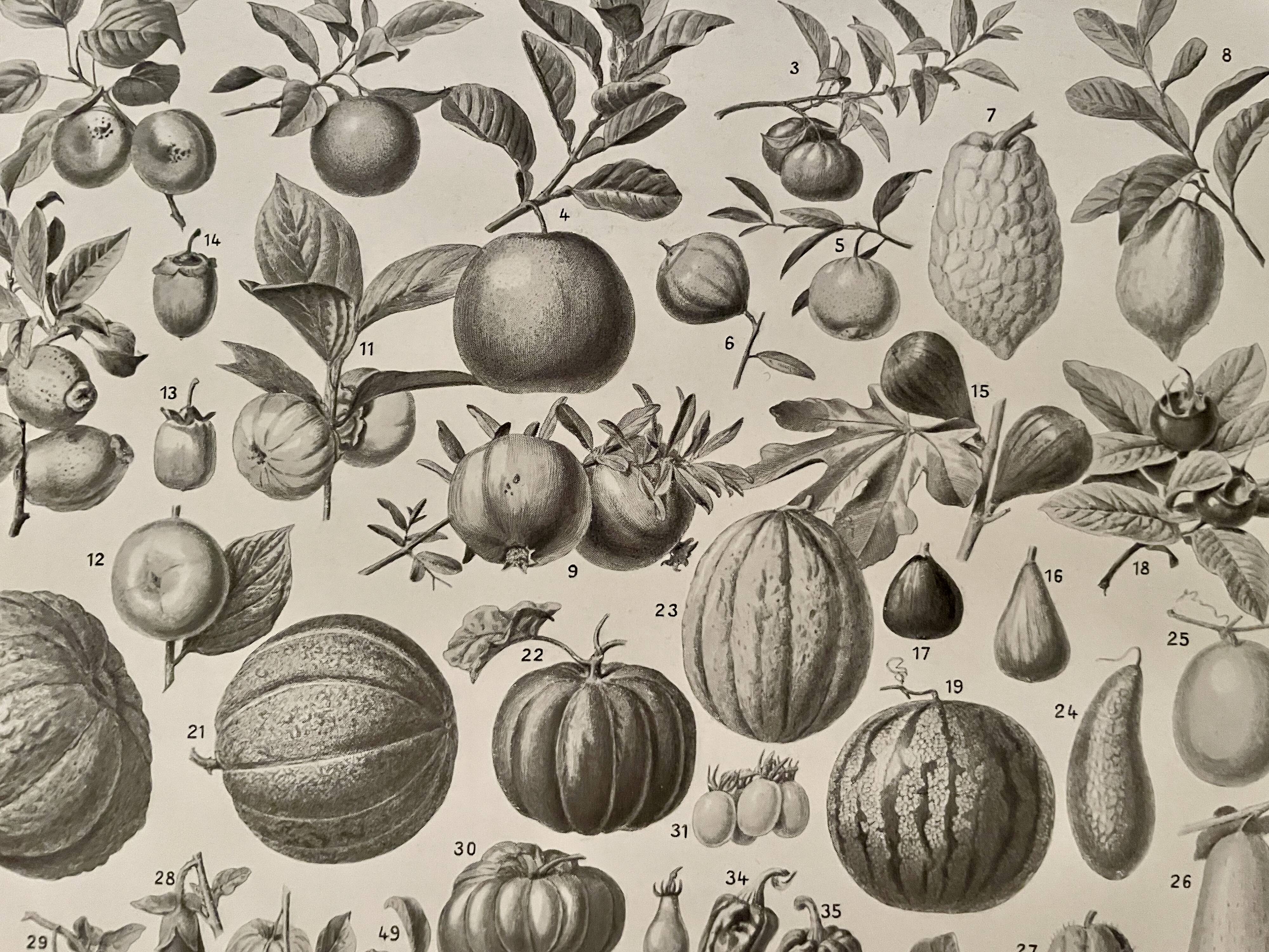 Lithograph on fruits - 1930