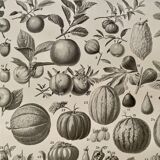 Lithograph on fruits - 1930