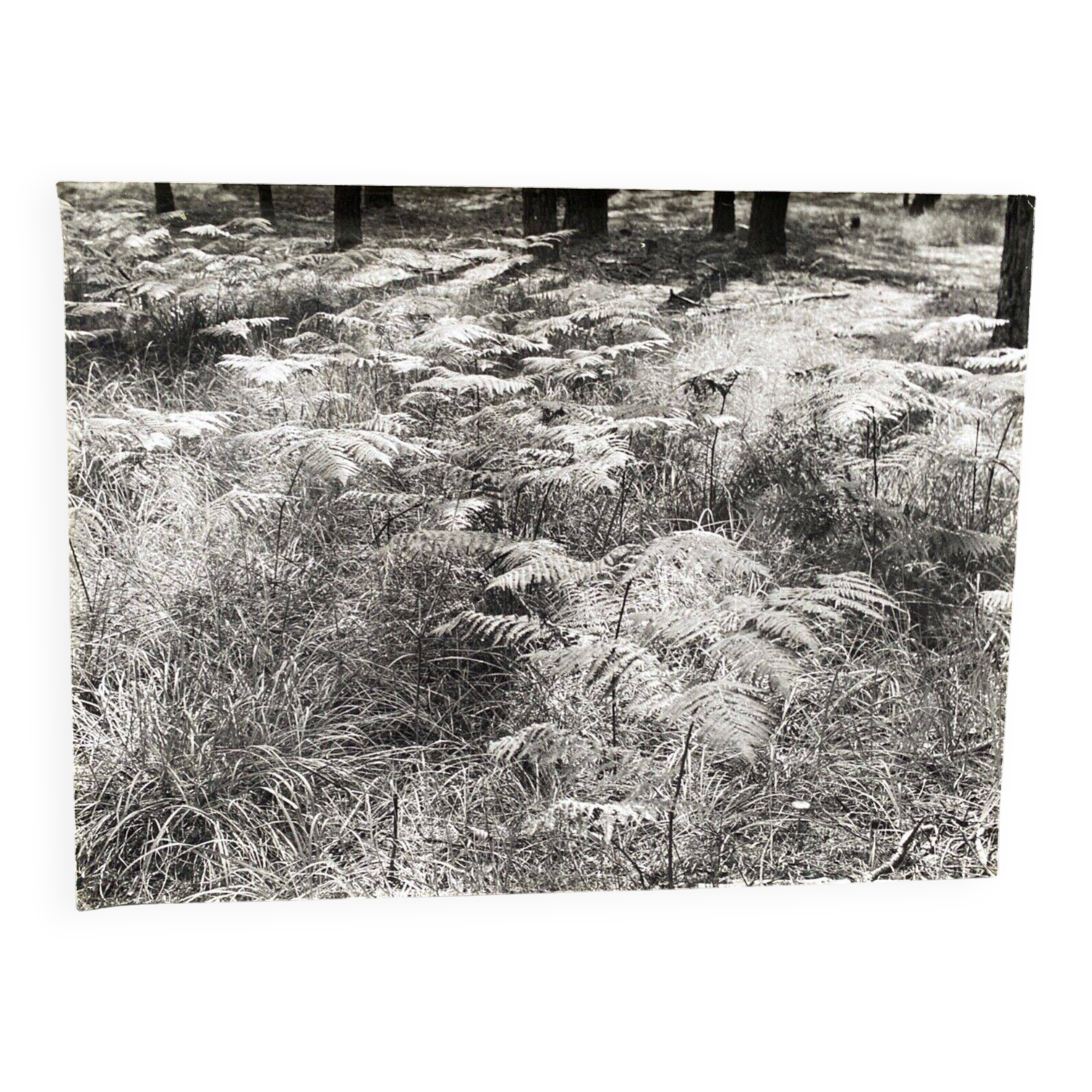 Film photography Bernard Darot Parterre of ferns 20th century