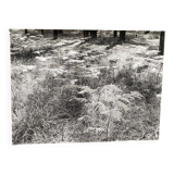 Film photography Bernard Darot Parterre of ferns 20th century