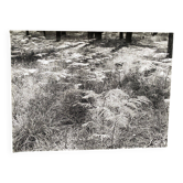 Photographie argentique Bernard Darot Parterre de fougères XXe
