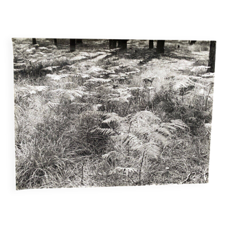 Film photography Bernard Darot Parterre of ferns 20th century