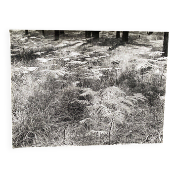Photographie argentique Bernard Darot Parterre de fougères XXe