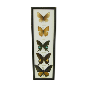 Cadre papillons