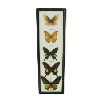 Butterfly frame