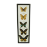 Butterfly frame