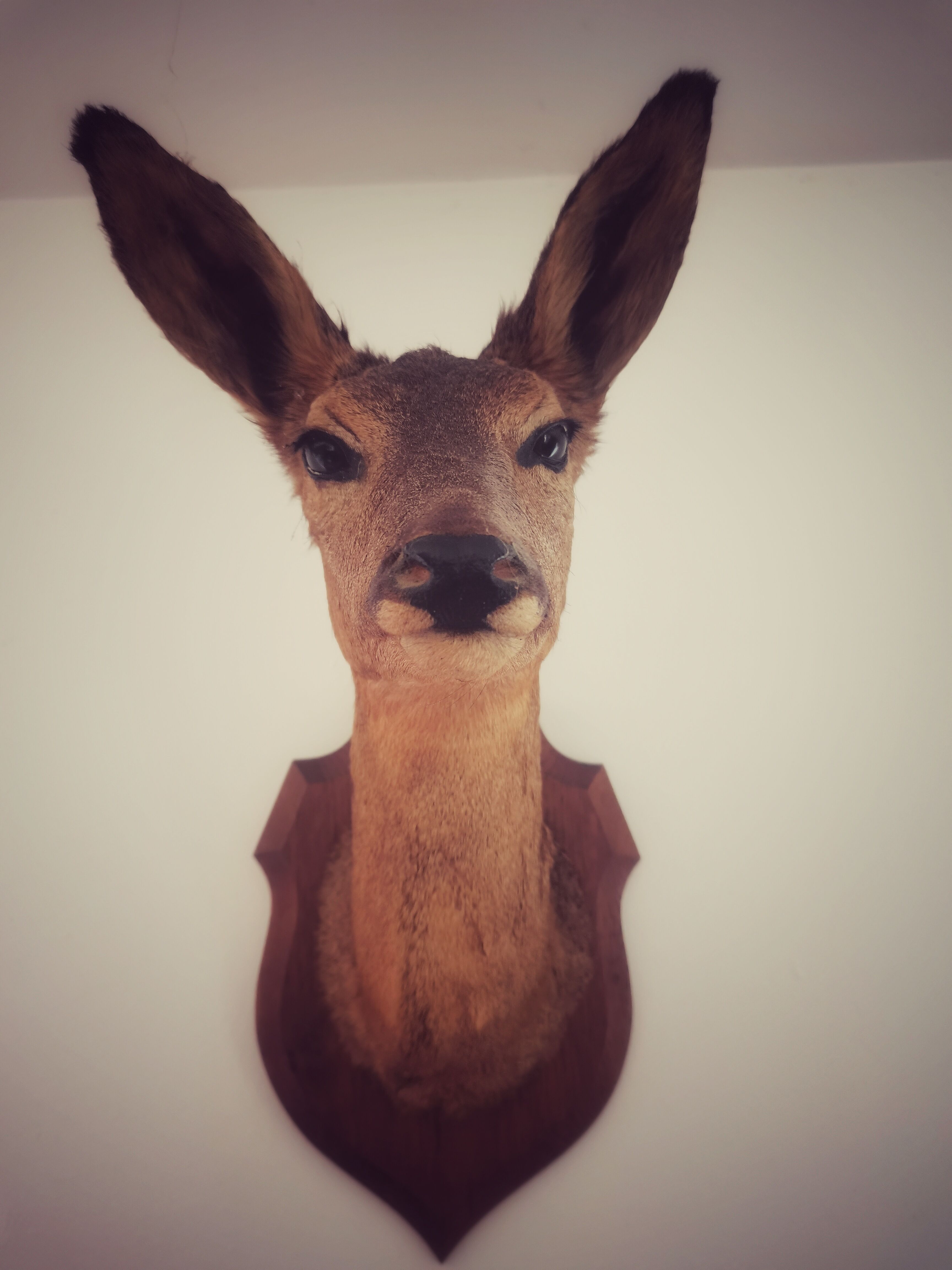 Doehead Hunting Trophy