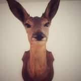 Doehead Hunting Trophy