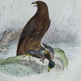 Ornithological Plate Buffon 1840 "Great Eagle & Little Eagle"