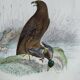 Ornithological Plate Buffon 1840 "Large Eagle & Small Eagle"