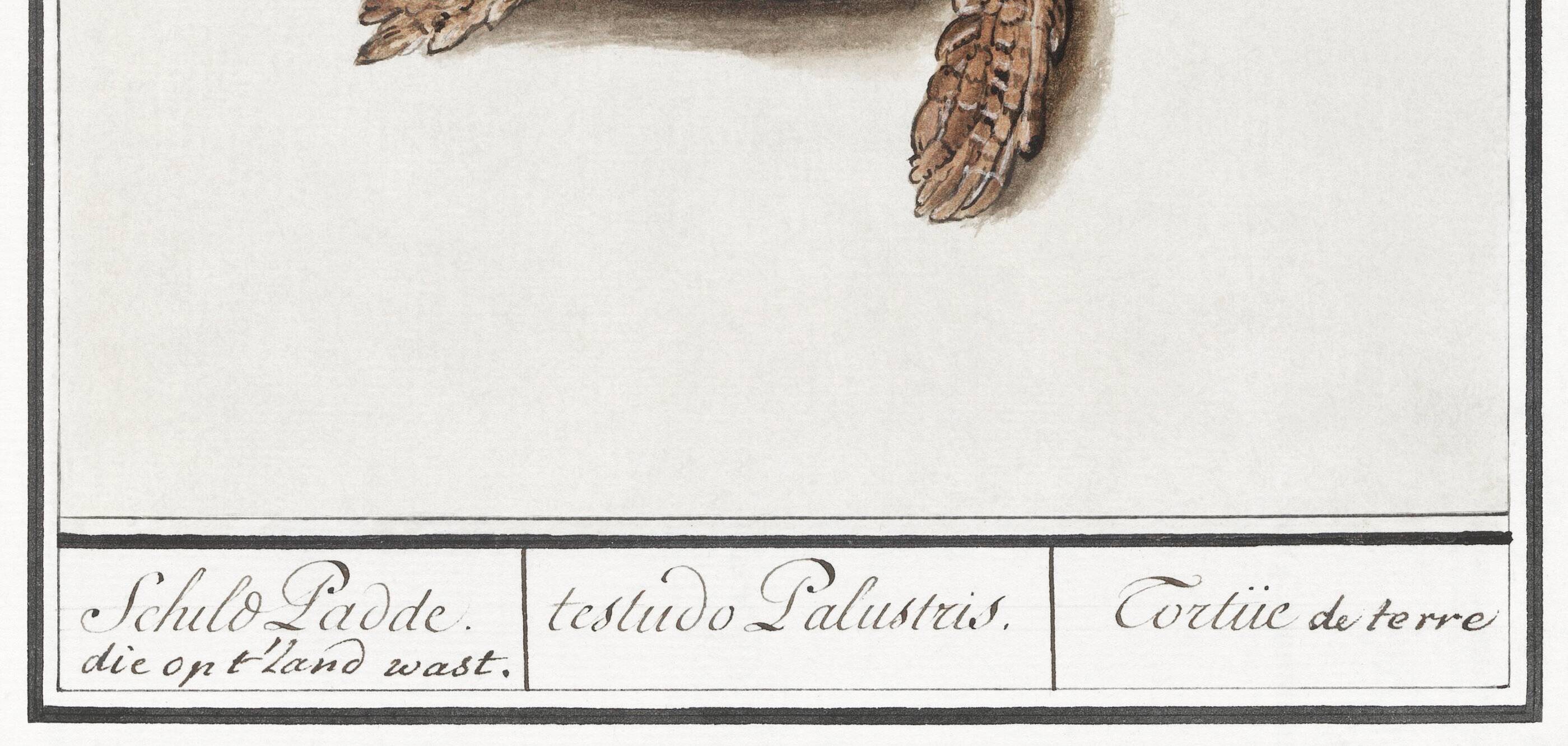 Small poster on the Tortoise, after an old engraving from 1610