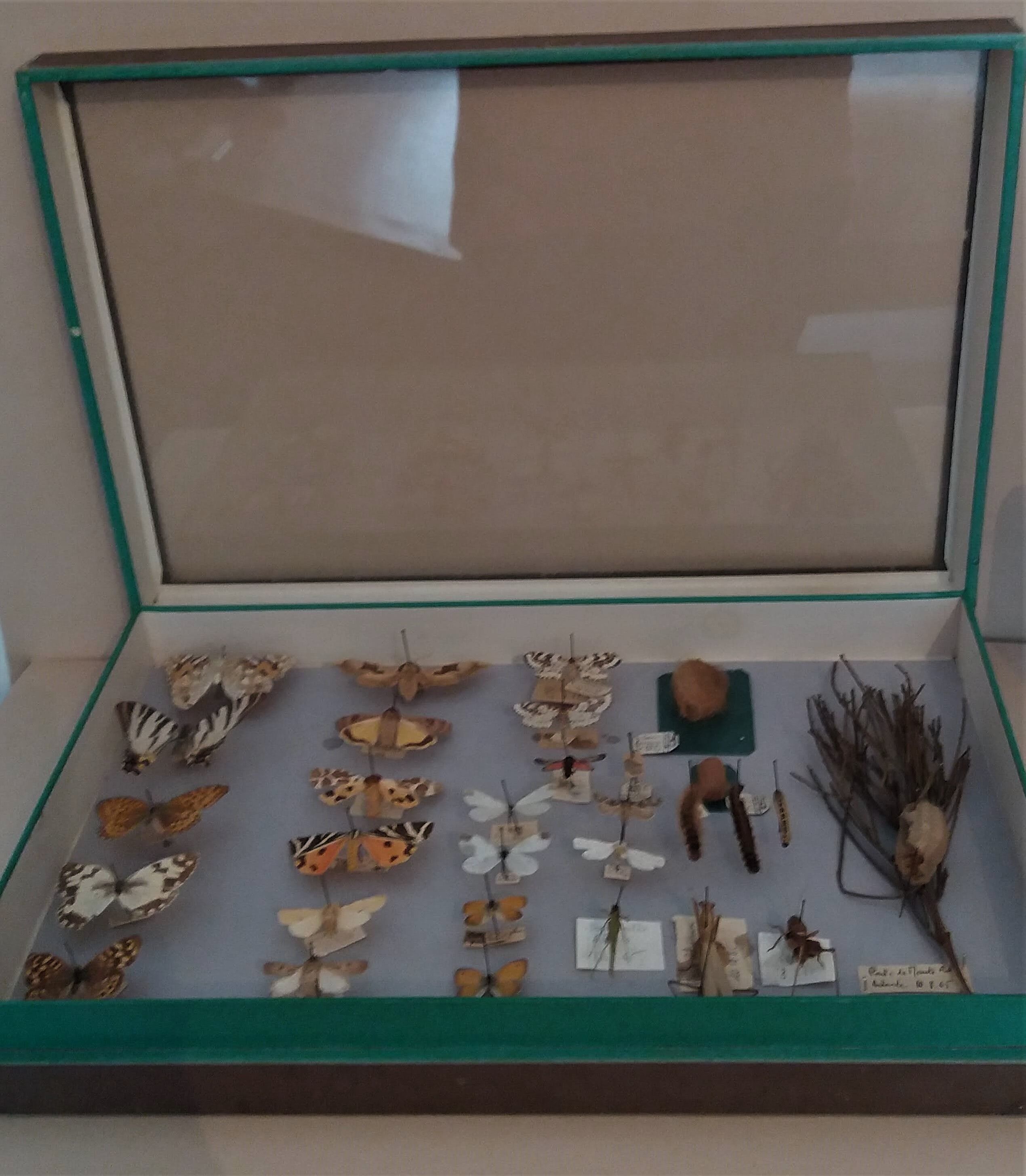 Entomology entomological box with butterflies Nérée Boubée Paris