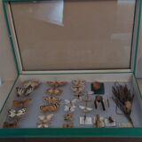 Entomology entomological box with butterflies Nérée Boubée Paris