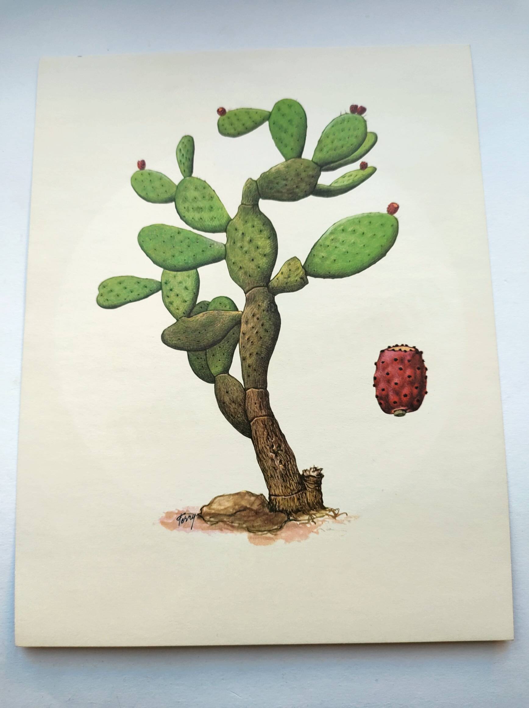 Illustration of a prickly pear tree - Vintage botanical nature plate 1960