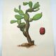 Illustration of a prickly pear tree - Vintage botanical nature plate 1960