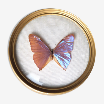 Papillon Morpho naturalisé encadré années 70
