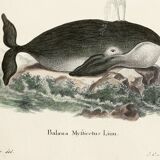Poster about the bowhead whale, based on an old engraving from 1774.