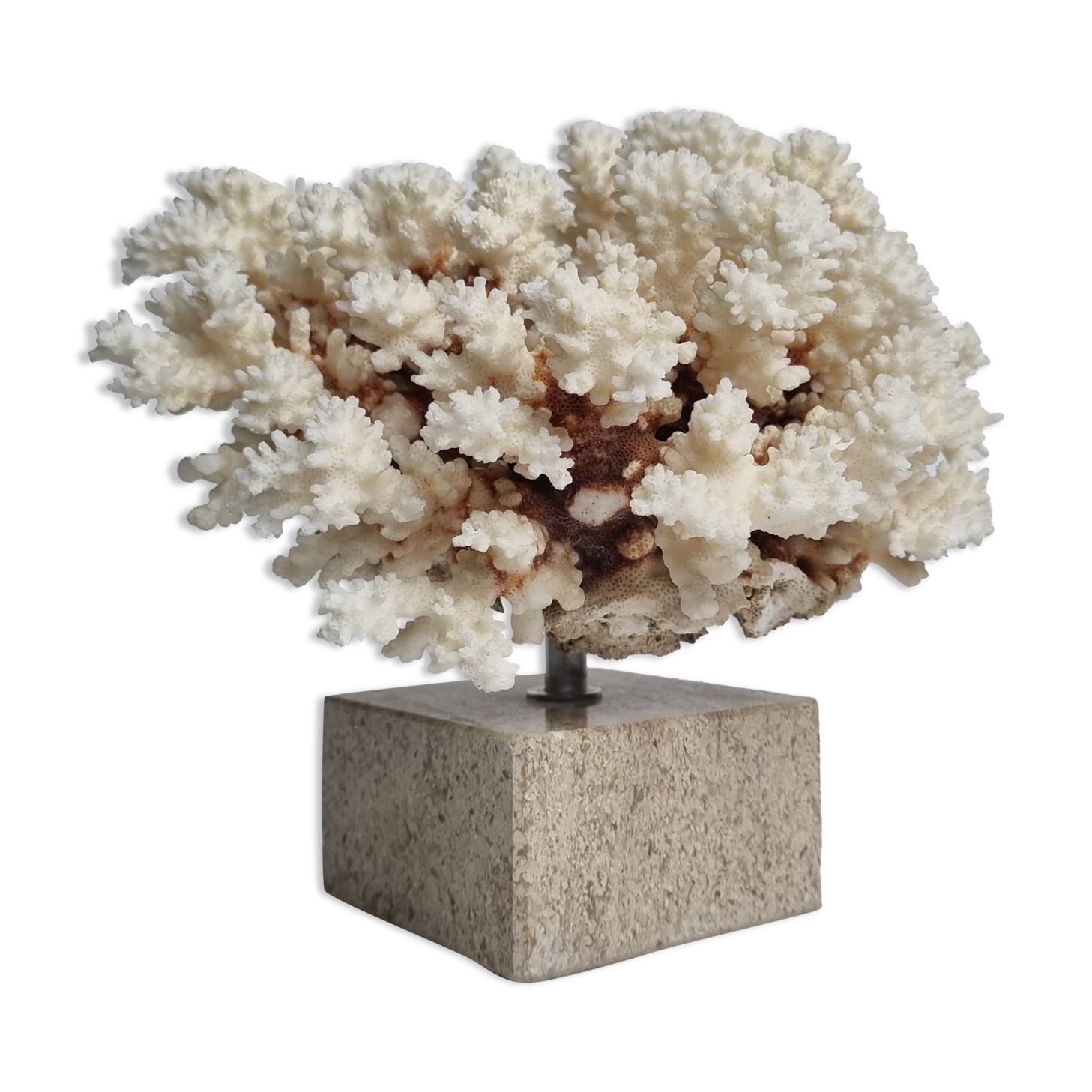 Old white coral in branches on base, 24 cm