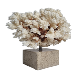 Old white coral in branches on base, 24 cm